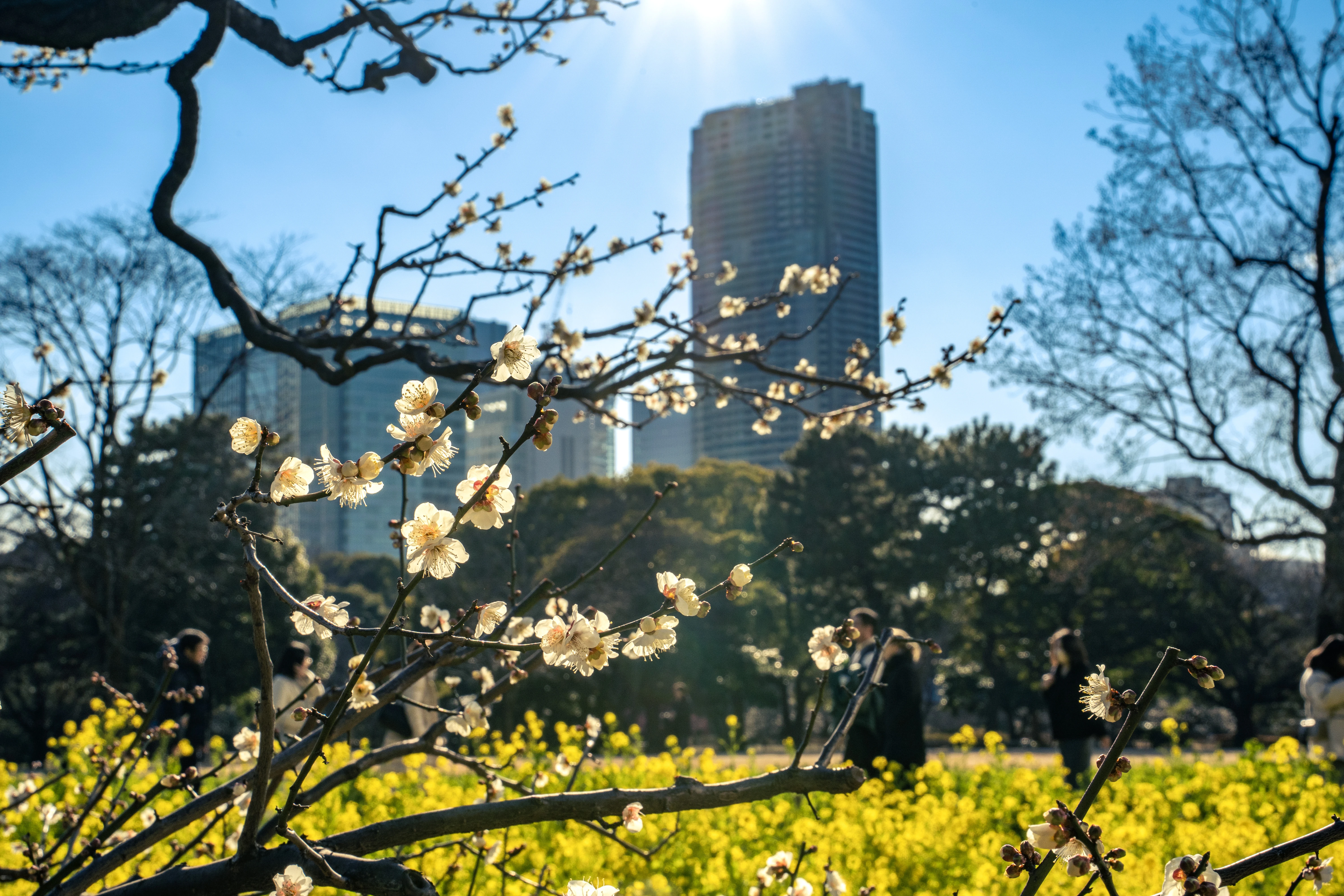 Blossoms in the City: Spring Awakens Amid Urban Skyscrapers